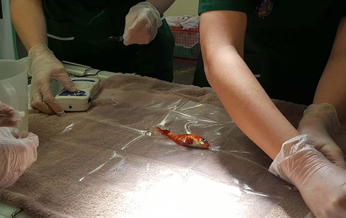 20-year-old-goldfish-tumour-surgery-zachranil zlatu rybku 01