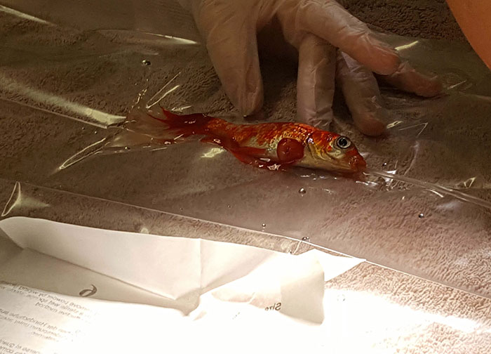 20-year-old-goldfish-tumour-surgery-zachranil zlatu rybku 03