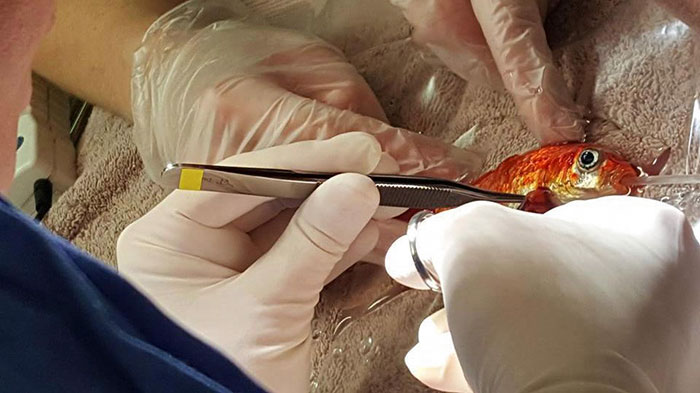 20-year-old-goldfish-tumour-surgery-zachranil zlatu rybku 05