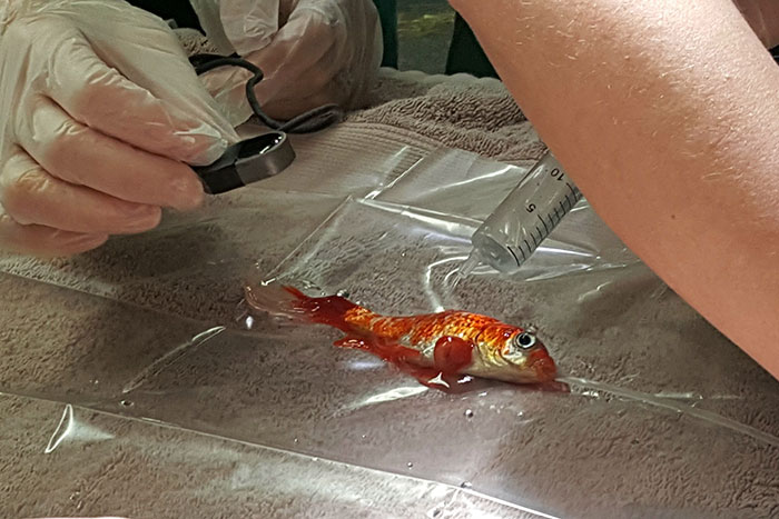 20-year-old-goldfish-tumour-surgery-zachranil zlatu rybku 06