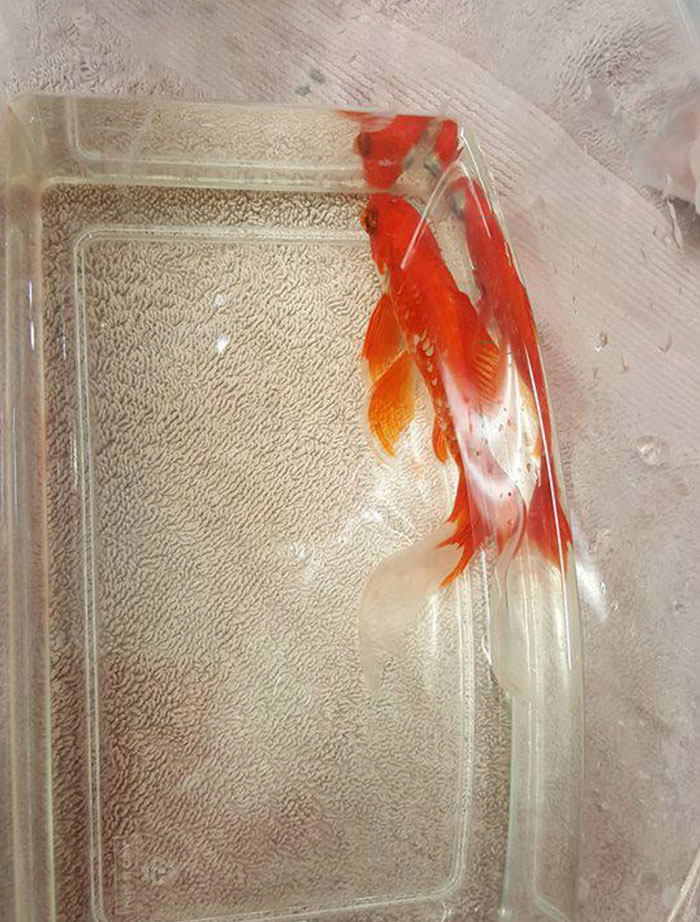 20-year-old-goldfish-tumour-surgery-zachranil zlatu rybku 07