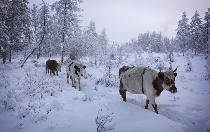 coldest-village-oymyakon-russia-amos-chaple-12