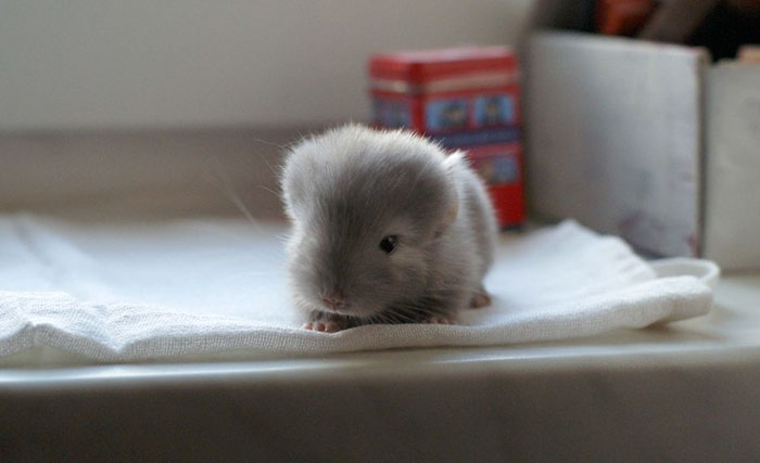 cute-baby-chinchillas-02