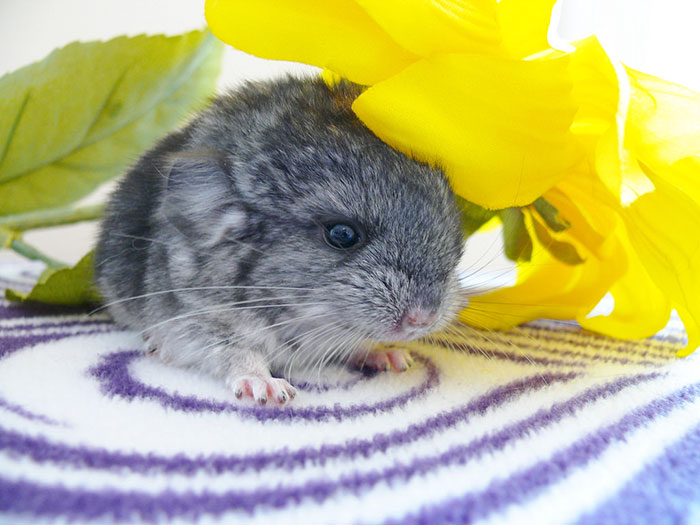 cute-baby-chinchillas-03