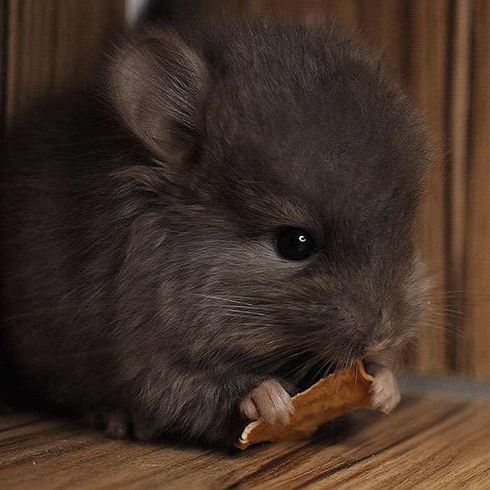 cute-baby-chinchillas-04