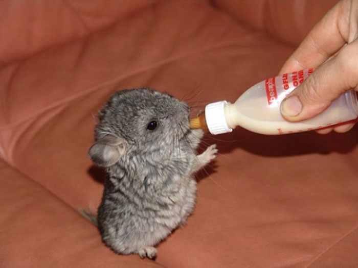 cute-baby-chinchillas-05