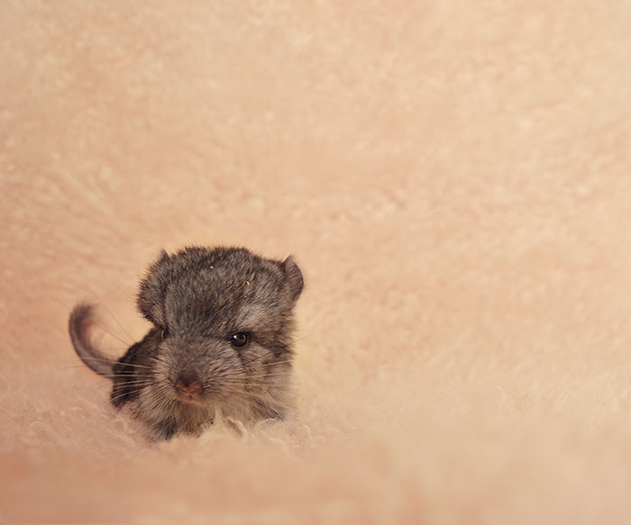 cute-baby-chinchillas-08