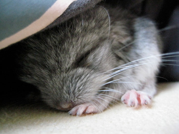 cute-baby-chinchillas-09