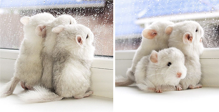 cute-baby-chinchillas-10