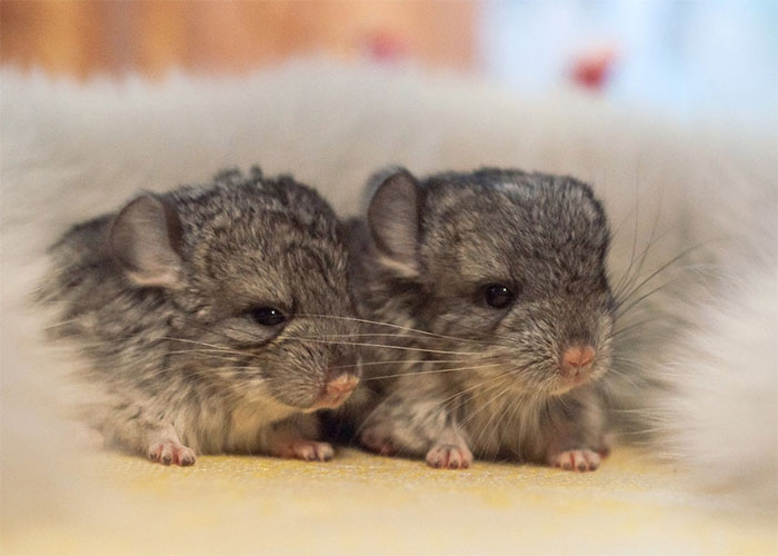 cute-baby-chinchillas-11