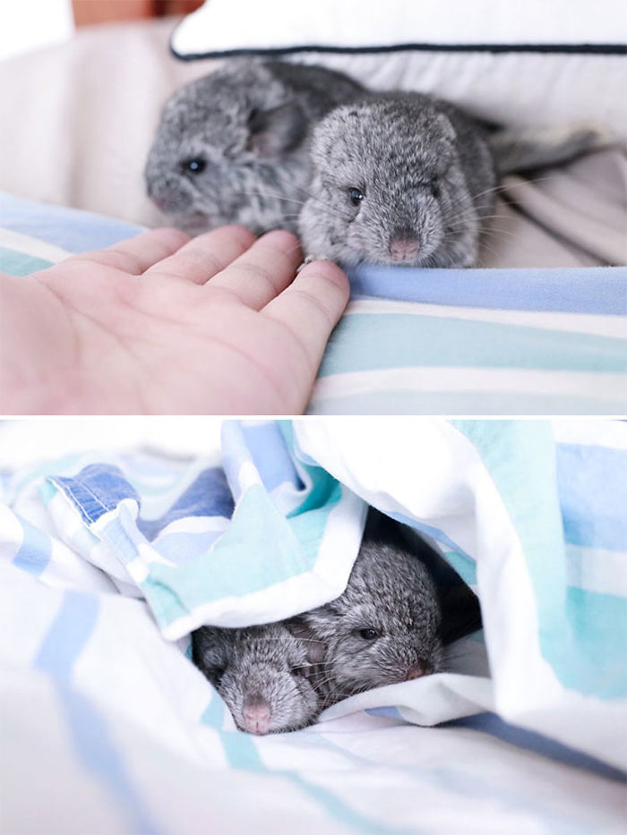 cute-baby-chinchillas-12