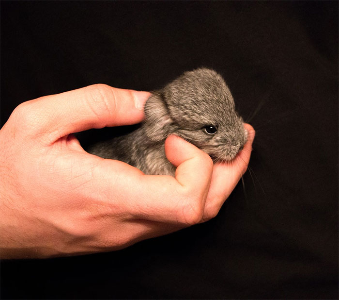 cute-baby-chinchillas-13