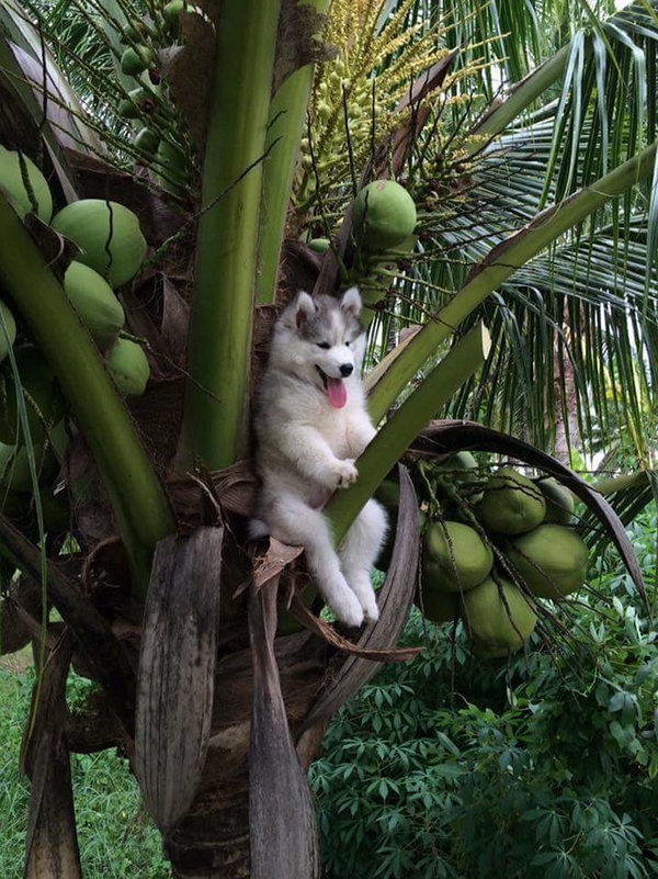 husky-tree-photoshop-battle-01