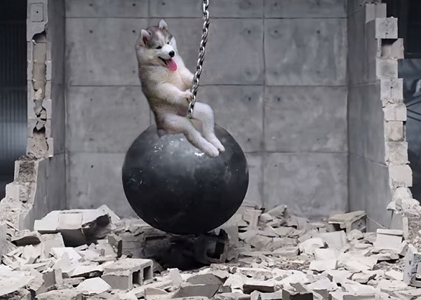 husky-tree-photoshop-battle-02