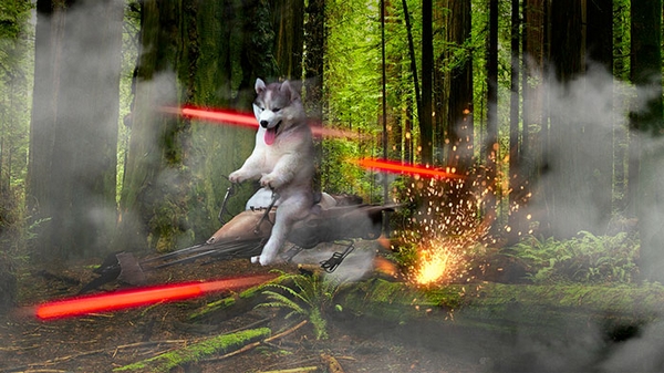 husky-tree-photoshop-battle-04