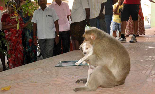 monkey-adopts-puppy-erode-india-sex-03