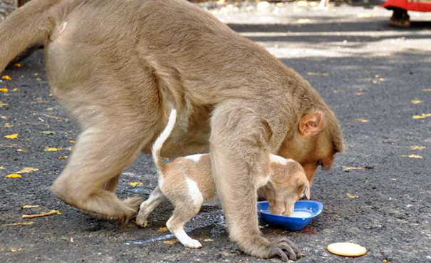 monkey-adopts-puppy-erode-india-sex-04