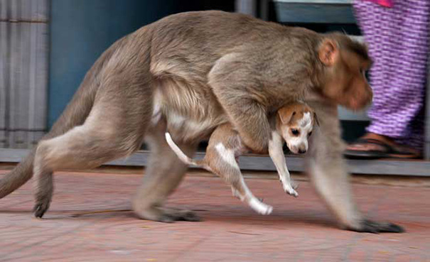 monkey-adopts-puppy-erode-india-sex-05