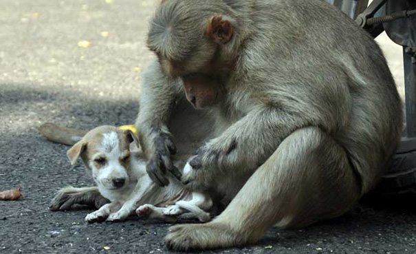 monkey-adopts-puppy-erode-india-sex-06