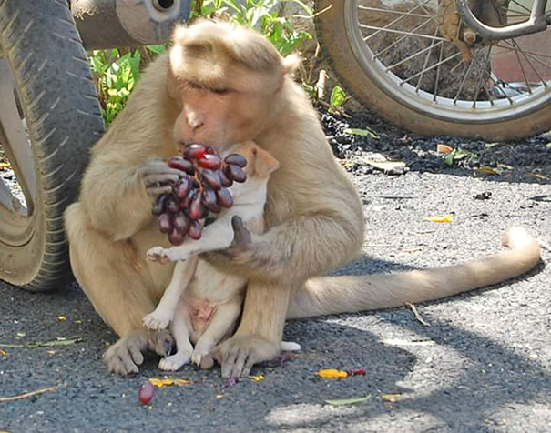 monkey-adopts-puppy-erode-india-sex-08