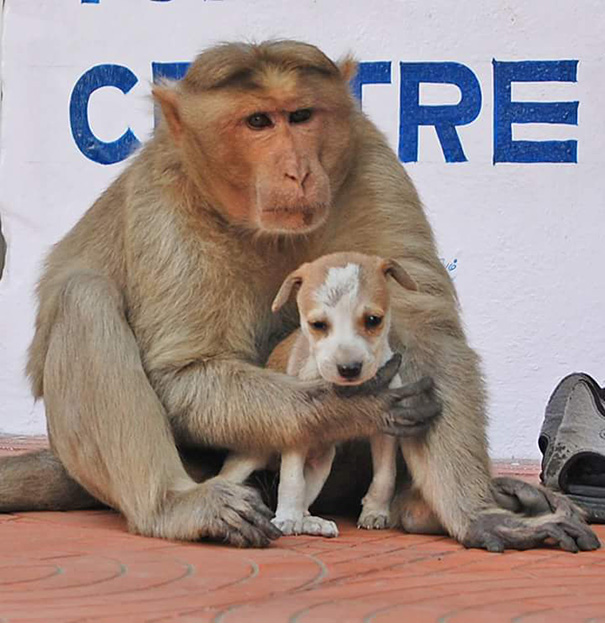 monkey-adopts-puppy-erode-india-sex-09