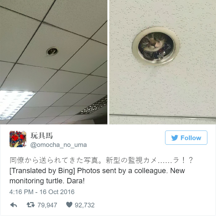 office-ceiling-cat-monitoring-omocha-no-uma-01