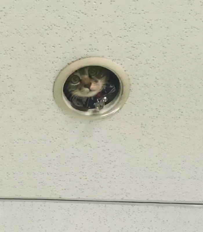 office-ceiling-cat-monitoring-omocha-no-uma-03