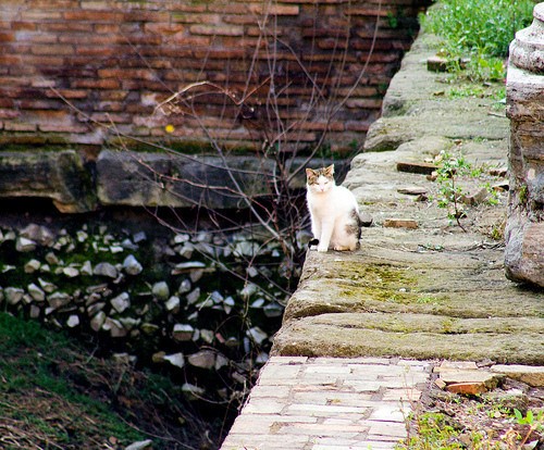 rim-macky-male-utulok-01