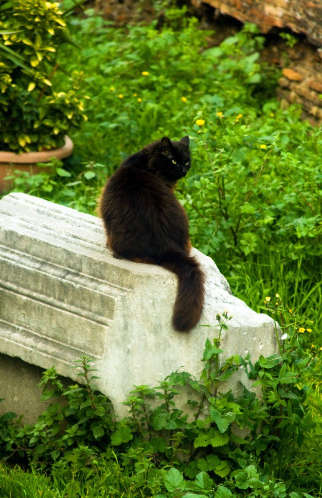 rim-macky-male-utulok-02