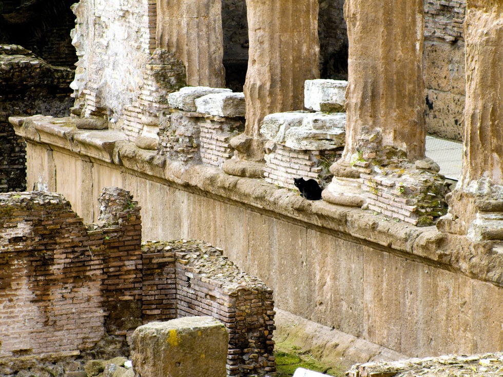 rim-macky-male-utulok-04