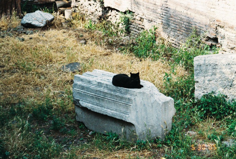 rim-macky-male-utulok-08